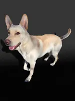 Hans, a male German Shepherd Dog for sale in Pleasantville, NJ – Photo 10 of 10