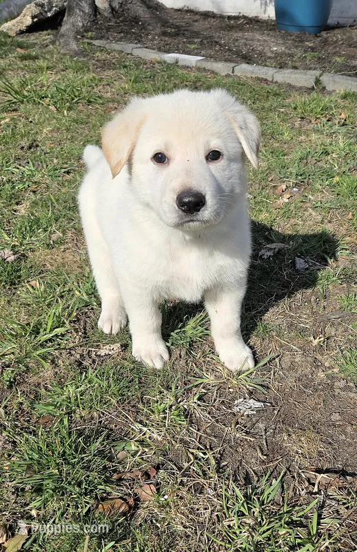 Kristoff – German Shepherd Dog puppy for sale in Pleasantville, NJ