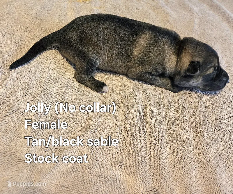 Jolly – German Shepherd Dog puppy for sale in Pleasantville, NJ