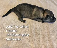 Jolly, a female German Shepherd Dog for sale in Pleasantville, NJ – 1 of 2