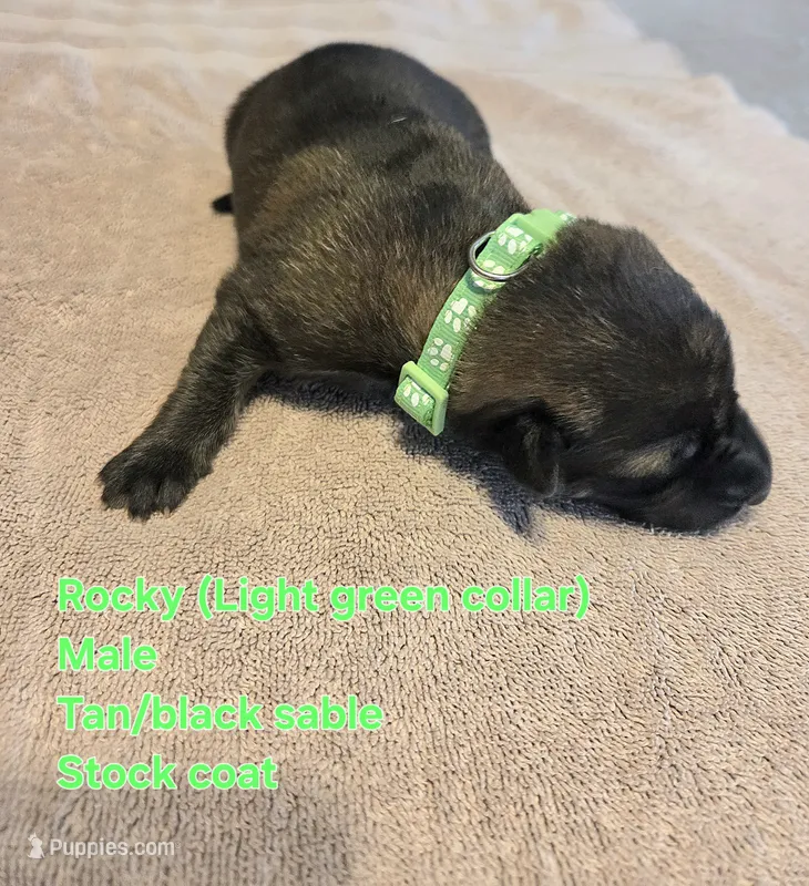 Rocky – German Shepherd Dog puppy for sale in Pleasantville, NJ