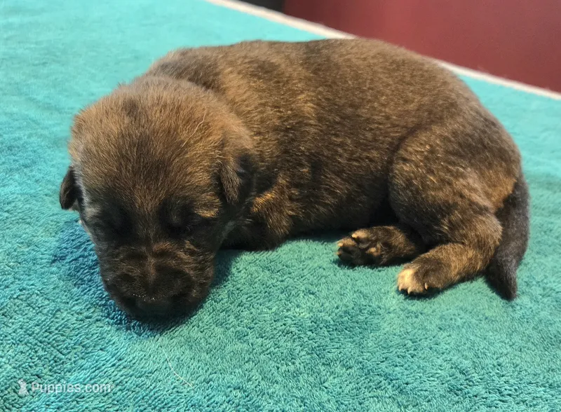 Dolly – German Shepherd Dog puppy for sale in Pleasantville, NJ