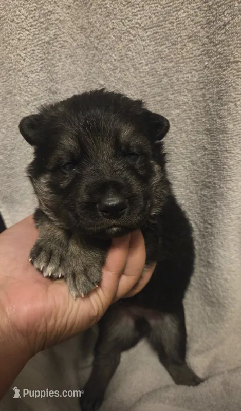 Asher – German Shepherd Dog puppy for sale in Pleasantville, NJ