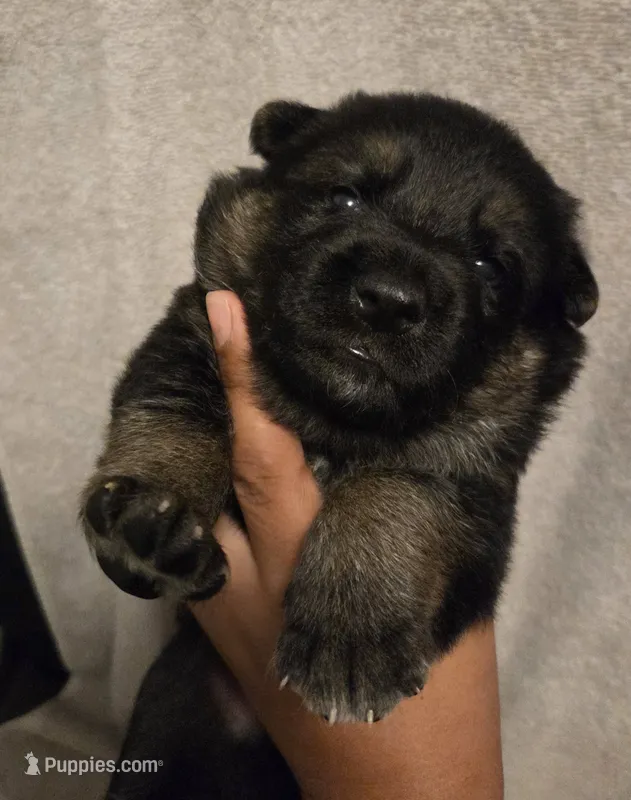 Carl – German Shepherd Dog puppy for sale in Pleasantville, NJ