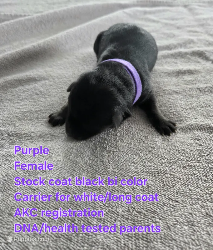 Purple – German Shepherd Dog puppy for sale in Pleasantville, NJ