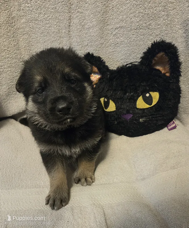 Asher – German Shepherd Dog puppy for sale in Pleasantville, NJ