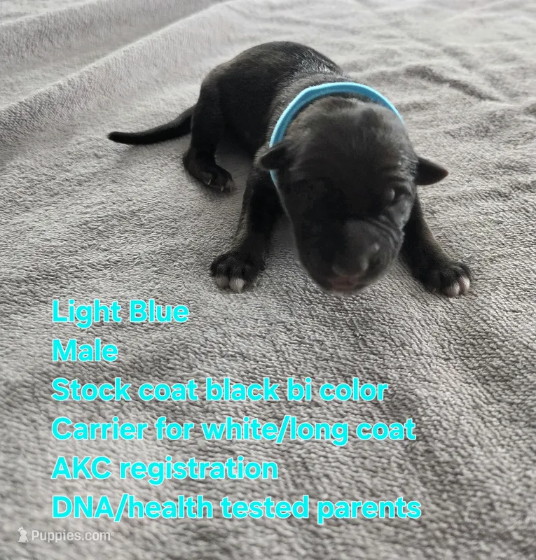 Light Blue – German Shepherd Dog puppy for sale in Pleasantville, NJ