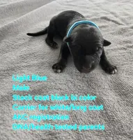 Light Blue, a male German Shepherd Dog for sale in Pleasantville, NJ – 1 of 3