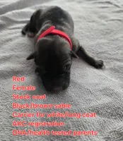 Red, a female German Shepherd Dog for sale in Pleasantville, NJ – 1 of 3