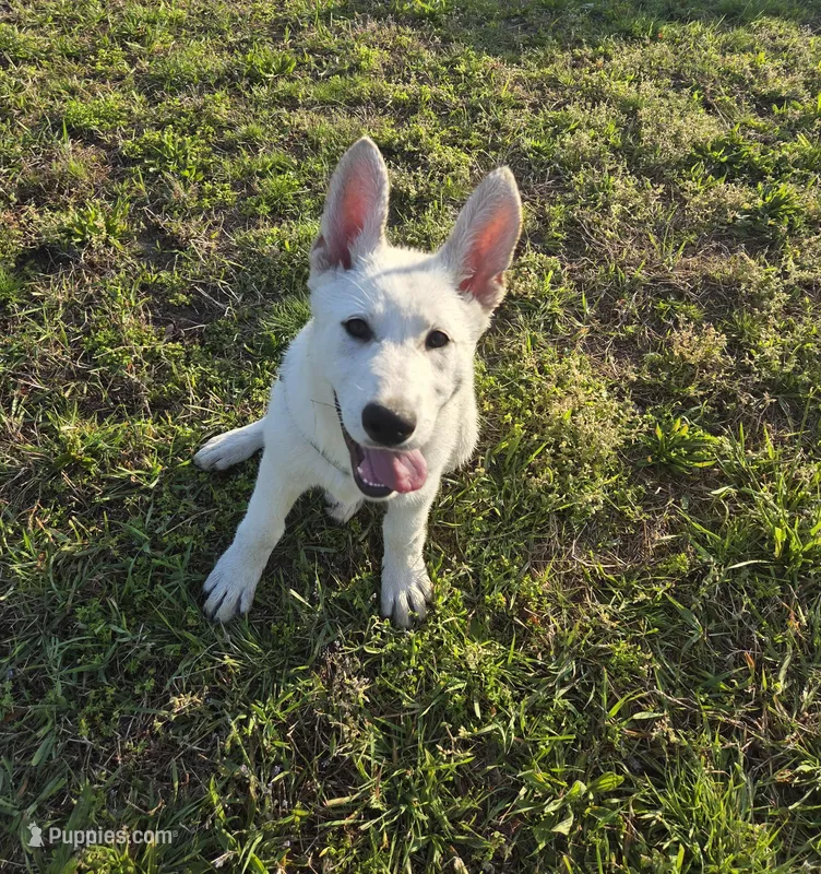 Vayda – German Shepherd Dog puppy for sale in Pleasantville, NJ