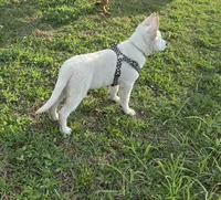 Vayda, a female German Shepherd Dog for sale in Pleasantville, NJ – 3 of 8