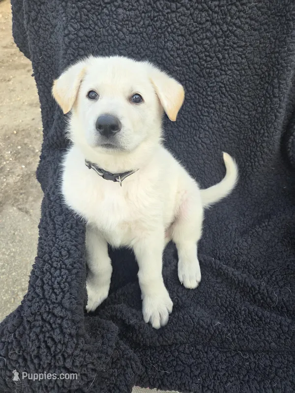 Hans – German Shepherd Dog puppy for sale in Pleasantville, NJ