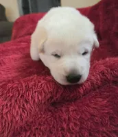 Hans, a male German Shepherd Dog for sale in Pleasantville, NJ – Photo 1 of 6