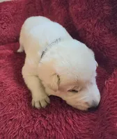 Hans, a male German Shepherd Dog for sale in Pleasantville, NJ – Photo 3 of 6