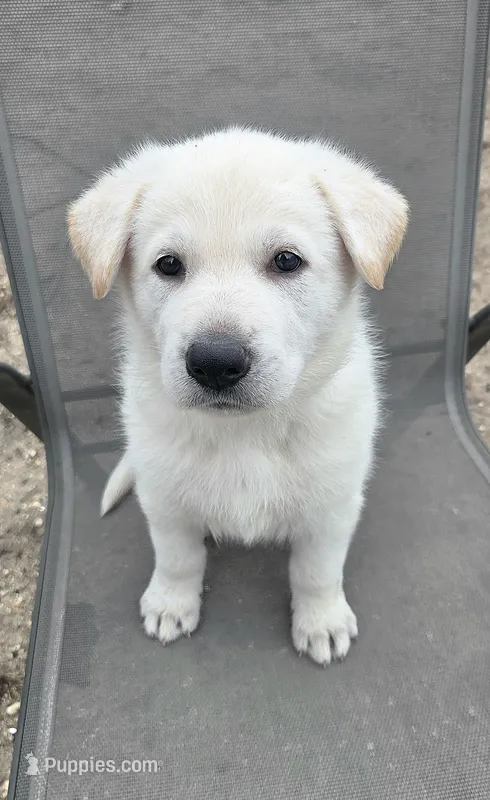 Hans – German Shepherd Dog puppy for sale in Pleasantville, NJ