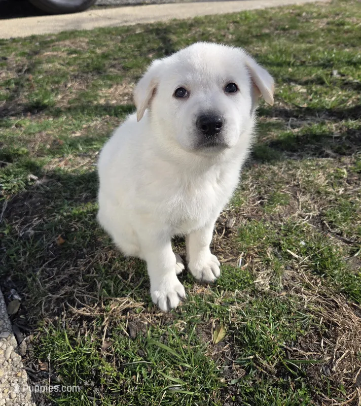 Hans – German Shepherd Dog puppy for sale in Pleasantville, NJ