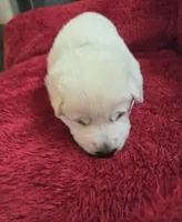 Hans, a male German Shepherd Dog for sale in Pleasantville, NJ – Photo 2 of 6