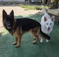 White, a female German Shepherd Dog for sale in Pleasantville, NJ – 3 of 3