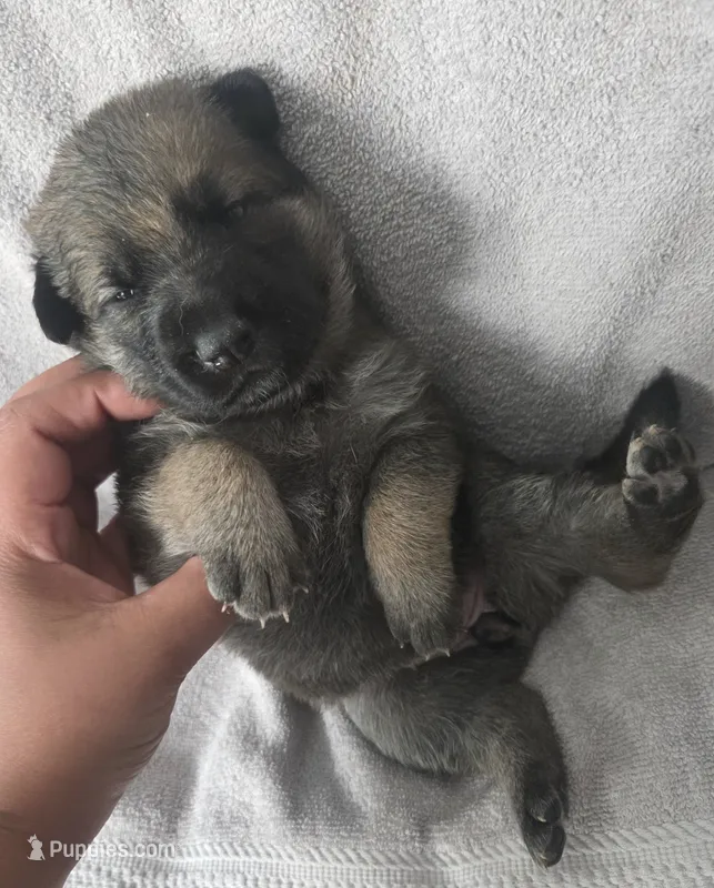 Dolly – German Shepherd Dog puppy for sale in Pleasantville, NJ