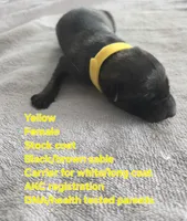Yellow, a female German Shepherd Dog for sale in Pleasantville, NJ – 1 of 3