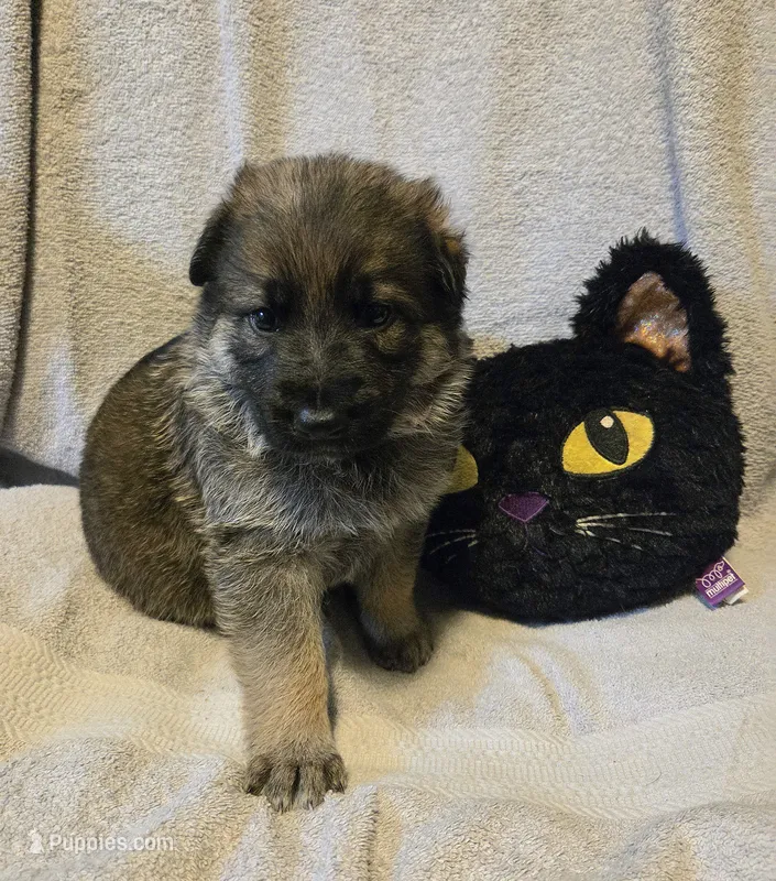 Holly – German Shepherd Dog puppy for sale in Pleasantville, NJ