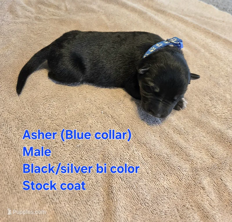 Asher – German Shepherd Dog puppy for sale in Pleasantville, NJ