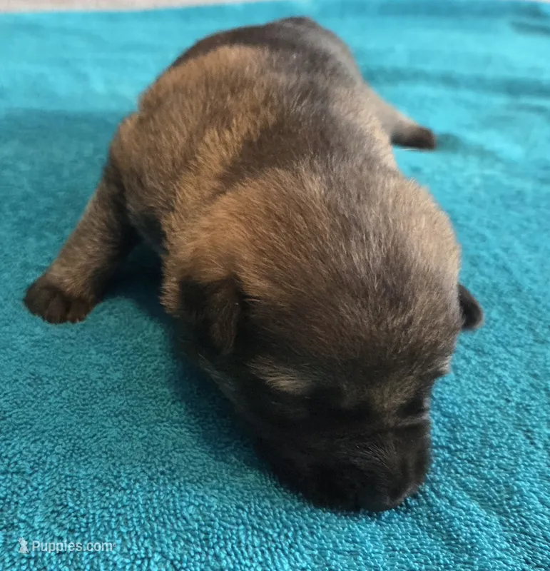 Jolly – German Shepherd Dog puppy for sale in Pleasantville, NJ