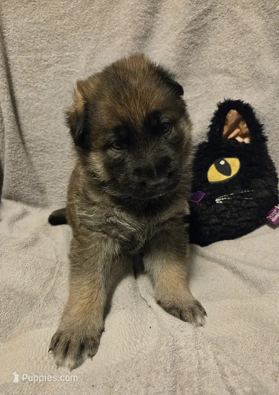 Dean – German Shepherd Dog puppy for sale in Pleasantville, NJ