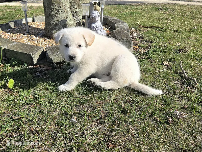 Anna – German Shepherd Dog puppy for sale in Pleasantville, NJ