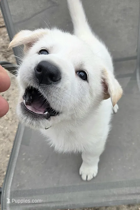 Anna – German Shepherd Dog puppy for sale in Pleasantville, NJ