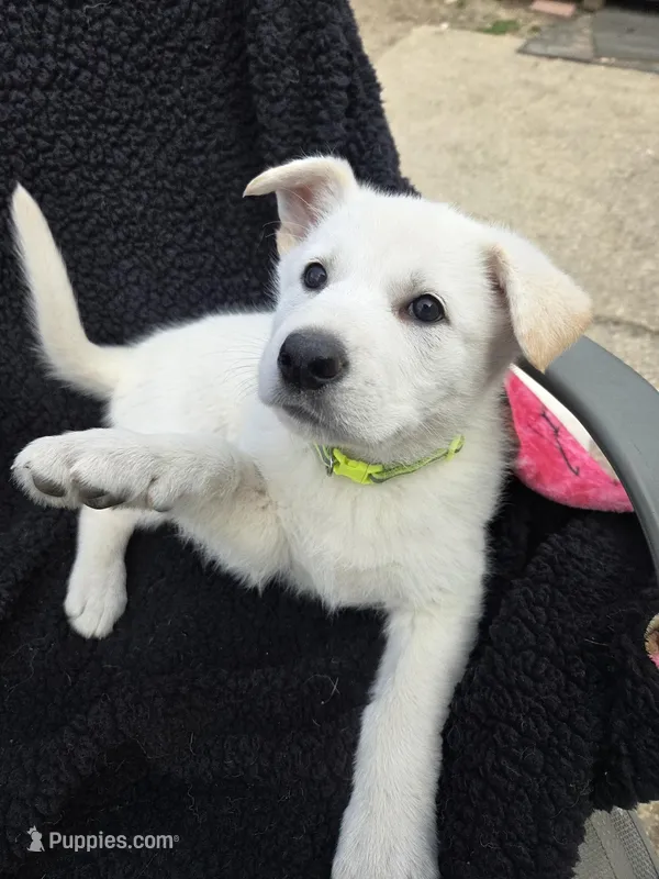 Anna – German Shepherd Dog puppy for sale in Pleasantville, NJ