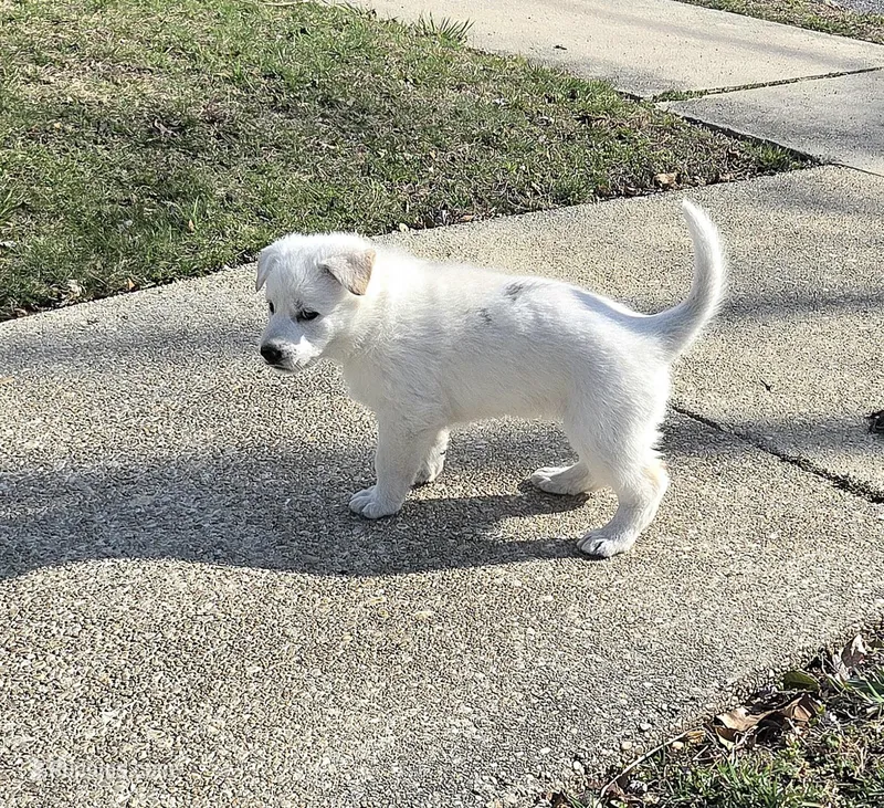 Anna – German Shepherd Dog puppy for sale in Pleasantville, NJ
