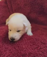 Anna, a female German Shepherd Dog for sale in Pleasantville, NJ – Photo 1 of 4