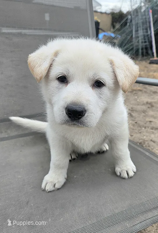 Anna – German Shepherd Dog puppy for sale in Pleasantville, NJ