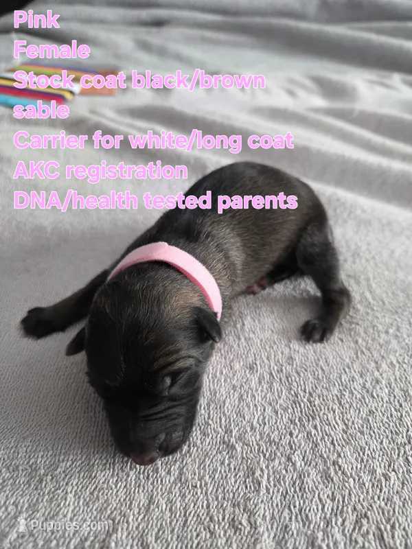 Pink – German Shepherd Dog puppy for sale in Pleasantville, NJ
