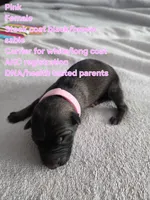 Pink, a female German Shepherd Dog for sale in Pleasantville, NJ – 1 of 3