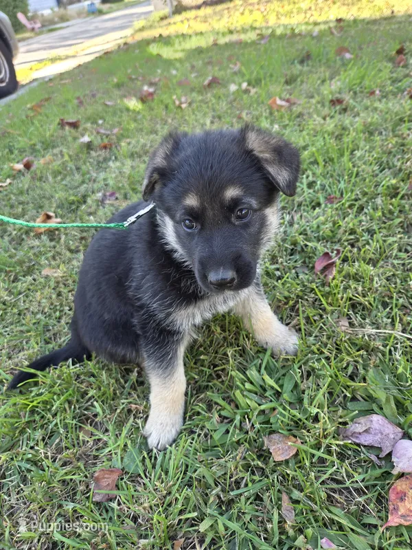 Lolly – German Shepherd Dog puppy for sale in Pleasantville, NJ