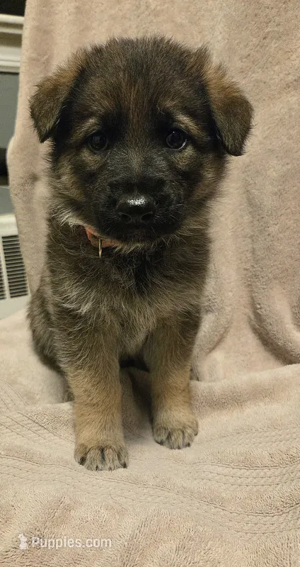 Holly – German Shepherd Dog puppy for sale in Pleasantville, NJ