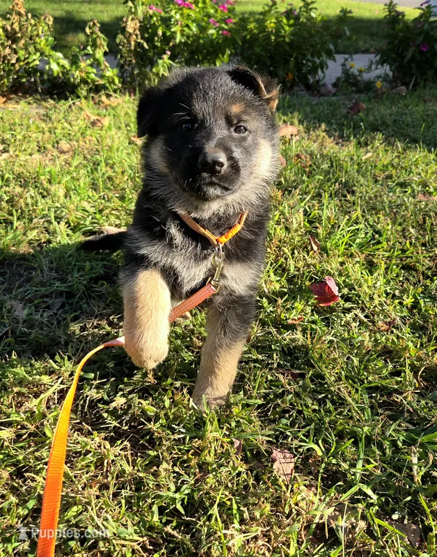 Carl – German Shepherd Dog puppy on hold in Pleasantville, NJ