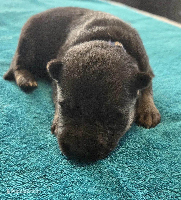 Asher – German Shepherd Dog puppy for sale in Pleasantville, NJ