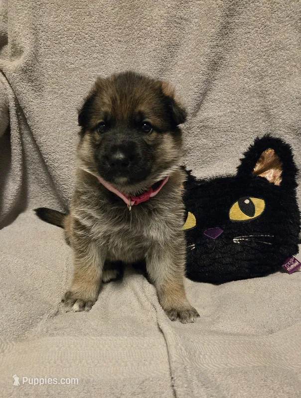 Molly – German Shepherd Dog puppy for sale in Pleasantville, NJ