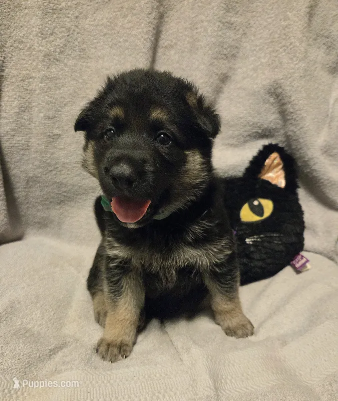 Lolly – German Shepherd Dog puppy for sale in Pleasantville, NJ