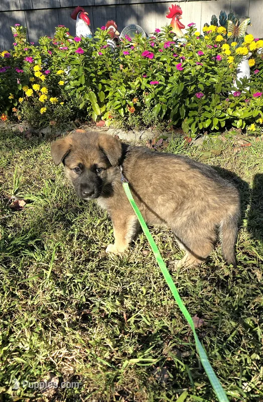 Rocky – German Shepherd Dog puppy on hold in Pleasantville, NJ