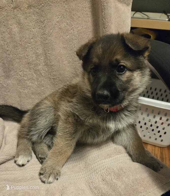 Molly – German Shepherd Dog puppy for sale in Pleasantville, NJ
