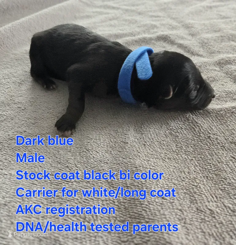 Dark Blue – German Shepherd Dog puppy for sale in Pleasantville, NJ