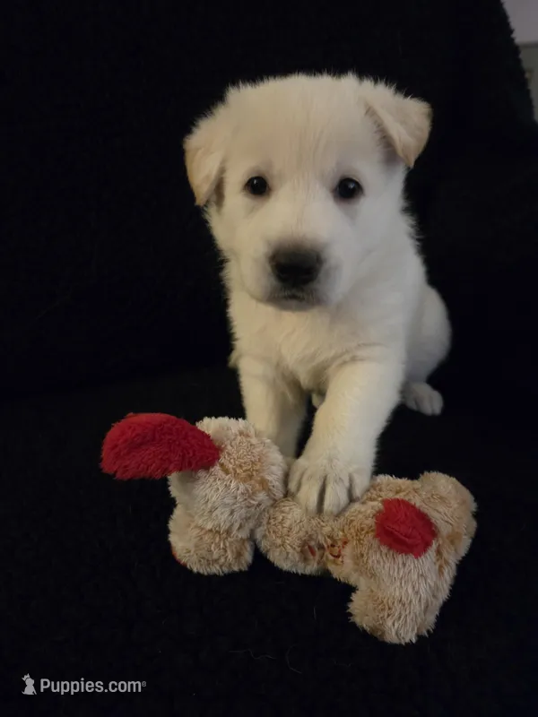 Candy – German Shepherd Dog puppy on hold in Pleasantville, NJ