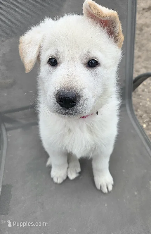 Candy – German Shepherd Dog puppy on hold in Pleasantville, NJ