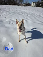 Candy, a female German Shepherd Dog for sale in Pleasantville, NJ – Photo 4 of 5