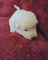 Candy, a female German Shepherd Dog for sale in Pleasantville, NJ – Photo 3 of 5