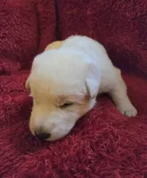 Candy, a female German Shepherd Dog for sale in Pleasantville, NJ – Photo 2 of 5